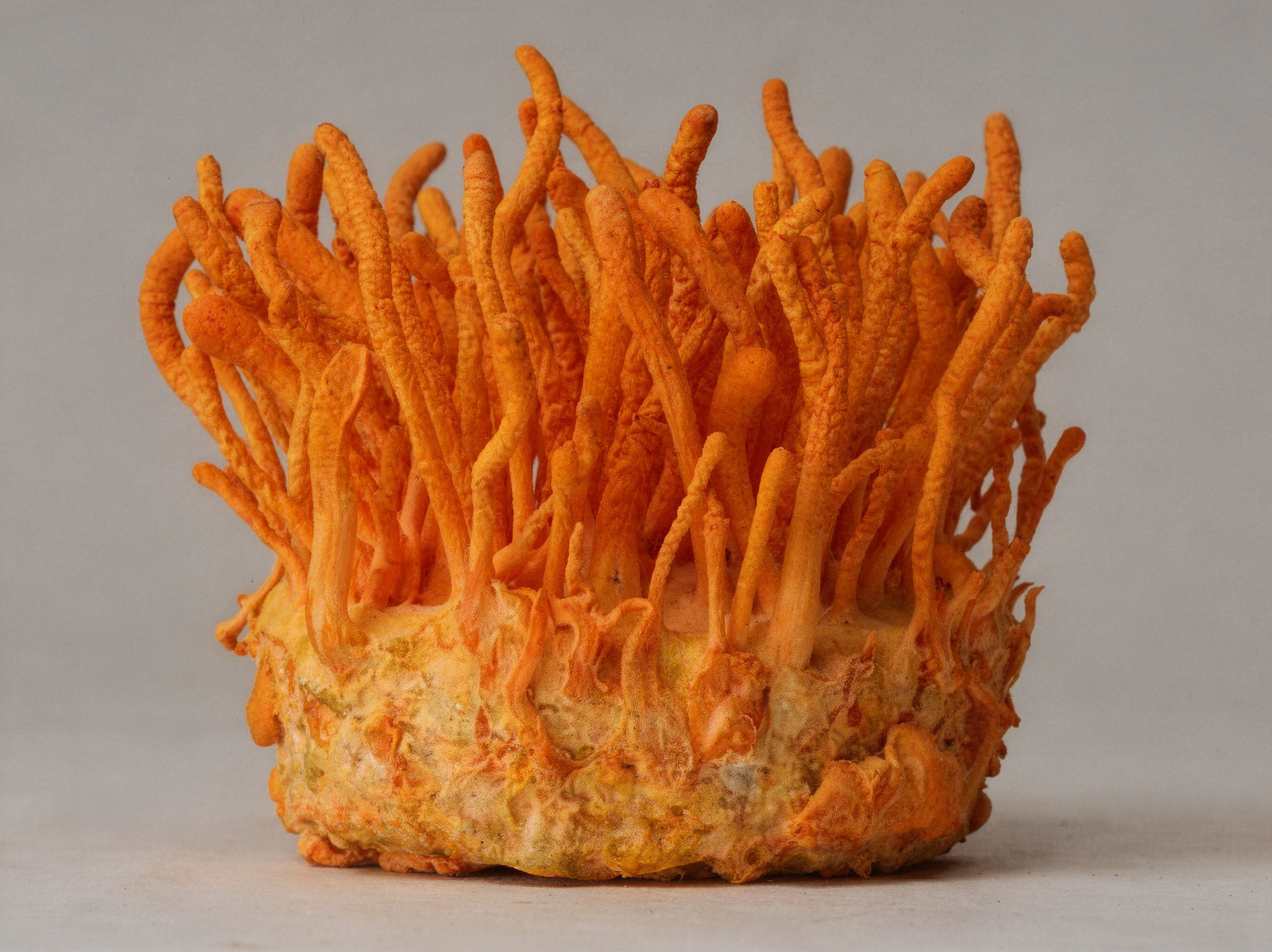 Cuerpo fructífero silvestre del hongo Cordyceps sinensis